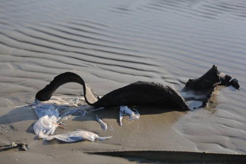 23795319 1538788862909258 4777882944160267019 n